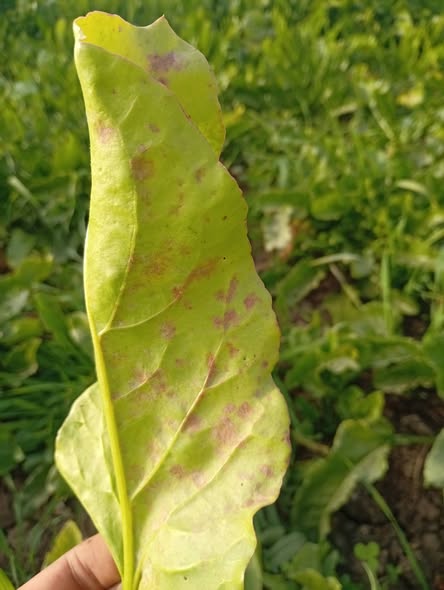 ممكن اعرف نوع الاصابه وارش اي؟